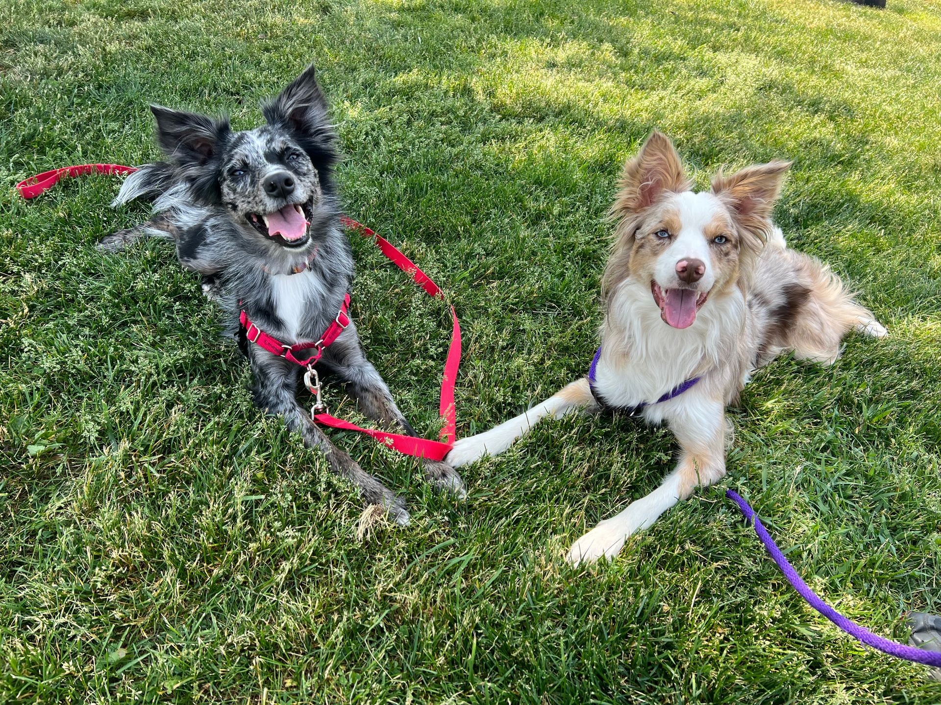 Two dogs on a walk