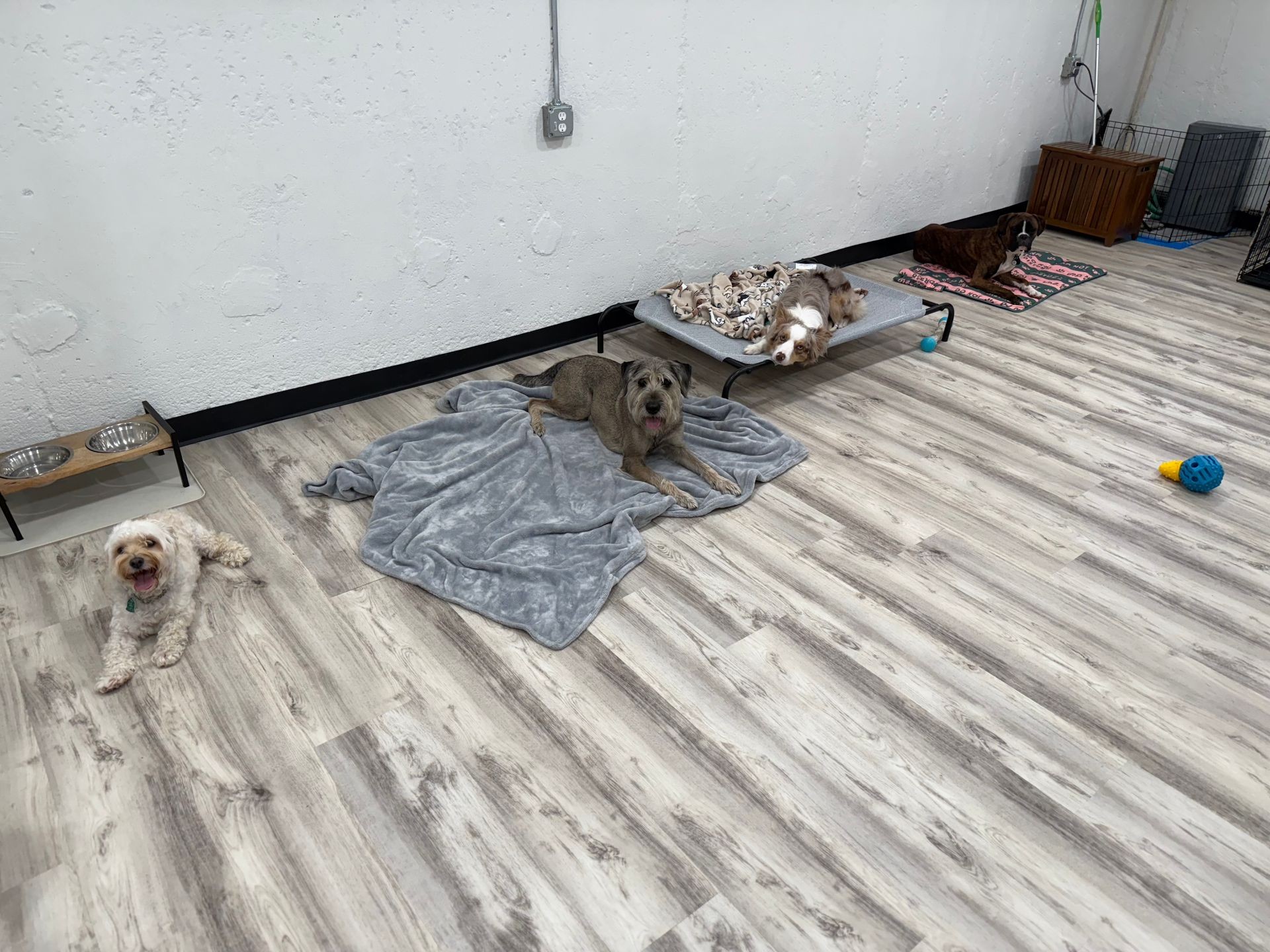 Four dogs relaxing in a room with wooden flooring and pet supplies.