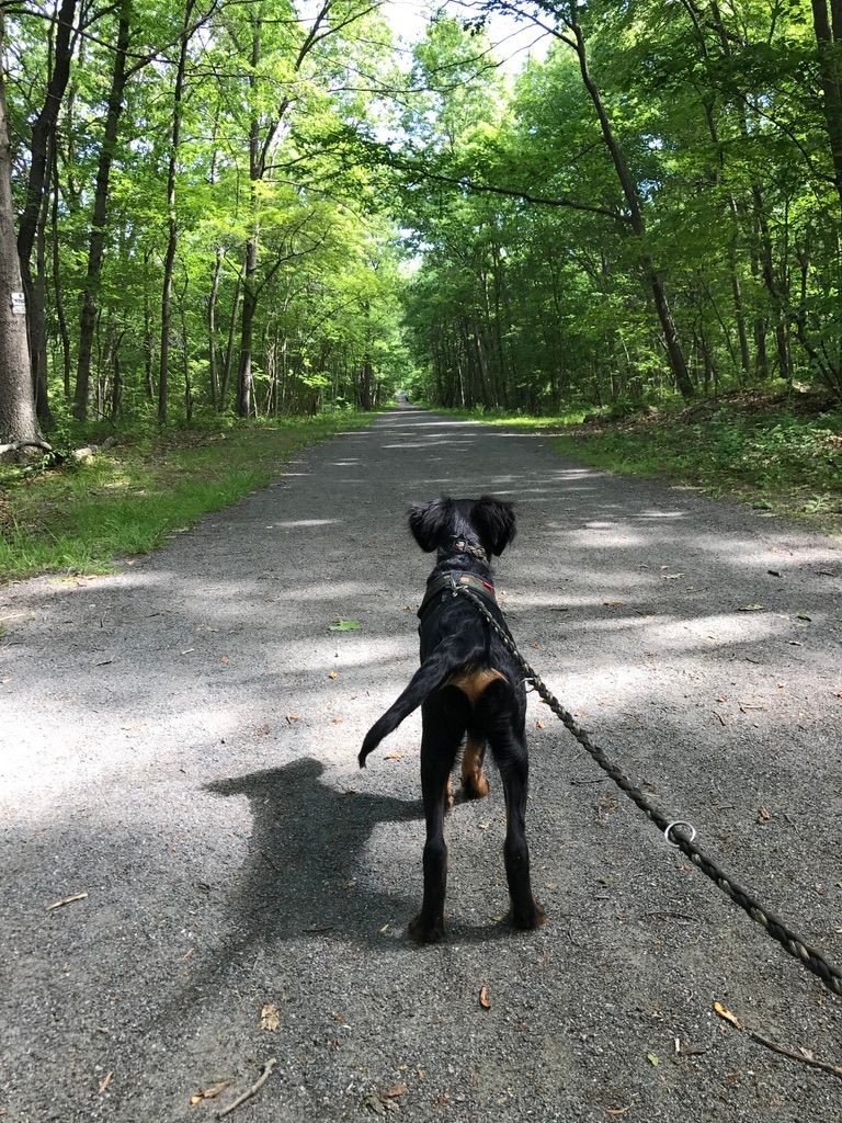 Dog on a leash walking on a gravel path surrounded by lush green trees in a forest.